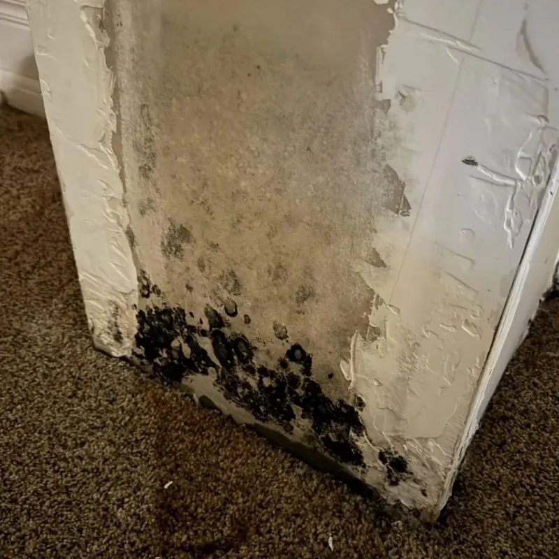 Professional Mold Removal in Rocky River, OH